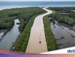 Pesona Mangrove Tapak Semarang, Lindungi Pesisir dan Dongkrak Wisata