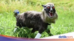 Serangan Beruang Menimbulkan Kekhawatiran, Mesin Otomatis Serigala Laris Ke Jepang