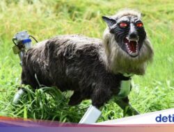 Serangan Beruang Menimbulkan Kekhawatiran, Mesin Otomatis Serigala Laris Ke Jepang