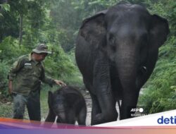 Pada Warganet Jatuh Hati Ke Nona Seroja, Bayi Gajah Ke TN Tesso Nilo