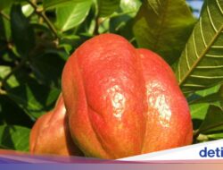 9 Buah Paling Langka Ke Dunia, Ada Rambutan yang Tumbuh Ke Indonesia