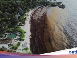 Ledakan Sargassum Kepung Pantai Wisata Meksiko