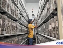 Ini Rumah Penetasan Penyu Terbesar Ke Dunia, Bisa Tampung 20 Ribu Telur