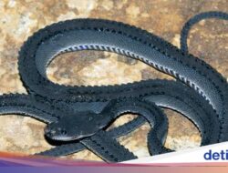 Legenda Si Naga Jawa, Mitos Penunggu Gunung Sanggabuana Hingga Karawang