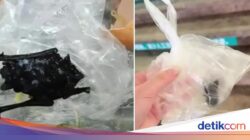 Diduga Gegara Kelelawar Hingga Konsumsi Restoran, Bocah Ini Masuk RS!
