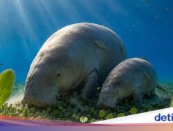 Dugong Berkaki Dari Sebab Itu Kampiun Lomba Gambar Karyaseni AI, Netizen Keluhan Masyarakat