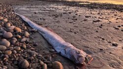 Ikan Raksasa Pertanda Bencana Muncul Sebelumnya Gempa Flores