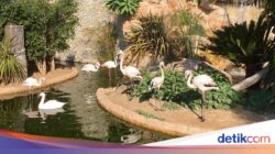 Negeri Ini Cuma Punya 1 Kebun Binatang, tapi Semua Satwa Tidak Dibeli