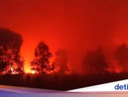 Kebakaran Di Taman Nasional Way Kambas Capai 673,4 Hektare