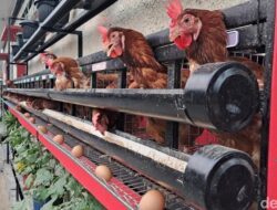 Biar Telurnya Sehat-Berkualitas, Ini Tips Buat Piara Ayam Di Tempattinggal