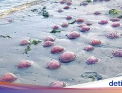 Pantai Buton Di Dipenuhi Ubur-ubur Merah Muda, Apa Penyebabnya?