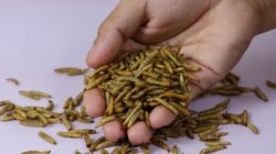 Penampakannya Aja yang Bikin Geli, 1 Kg Maggot Bisa Urai 5-10 Kg Sampah Sehari