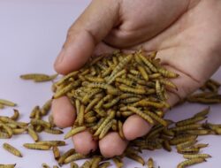 Penampakannya Aja yang Bikin Geli, 1 Kg Maggot Bisa Urai 5-10 Kg Sampah Sehari
