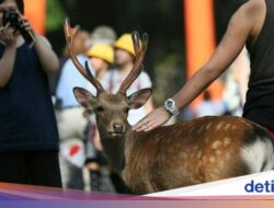 Fakta Rusa Di Fakta Taman Nara Jepang yang Lagi Viral