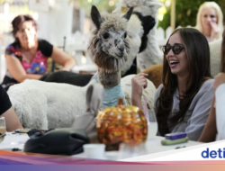 Gemas! Ke Kafe Ini Pengunjung Bakal Ditemani 6 Alpaka Lucu