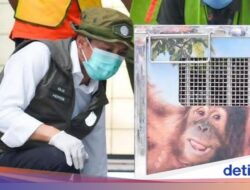 Heera, Orang Utan yang Diselamatkan Ke India, Akhirnya Pulang Kampung